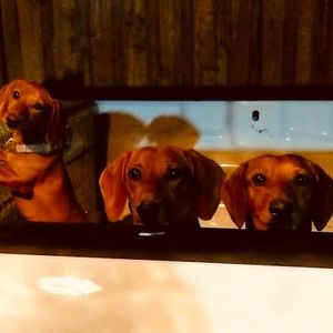 Meet your Posher, Posh